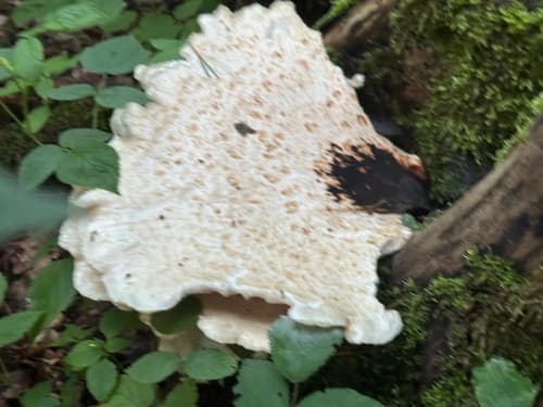 Żagiew Łuskowata
