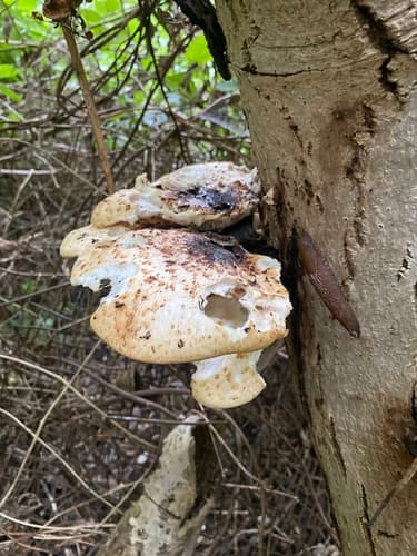 Cerioporus