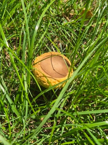 Tęgoskór cytrynowy