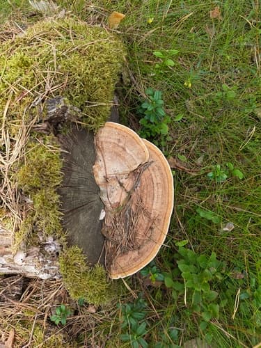 Gmatwek dębowy