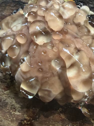 Pieczarniaki