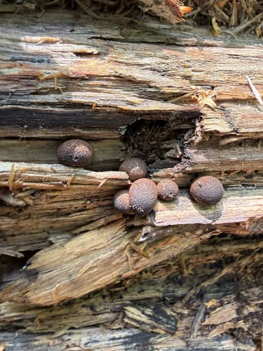 Agaricineae