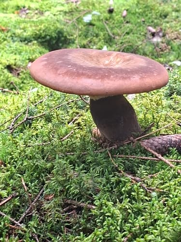 Ponurnik aksamitny