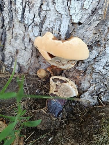 lakownica jasnomiąższowa