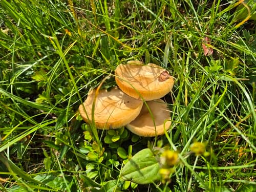 Ciemnobiałka