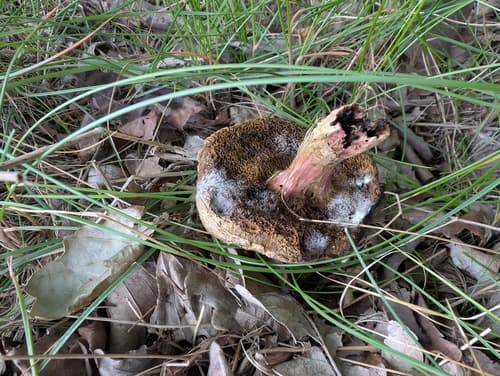 Xerocomellus