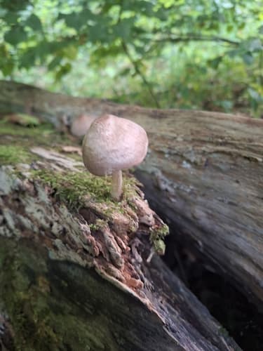 Pluteus longistriatus