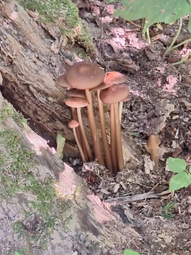 Marasmius cohaerens