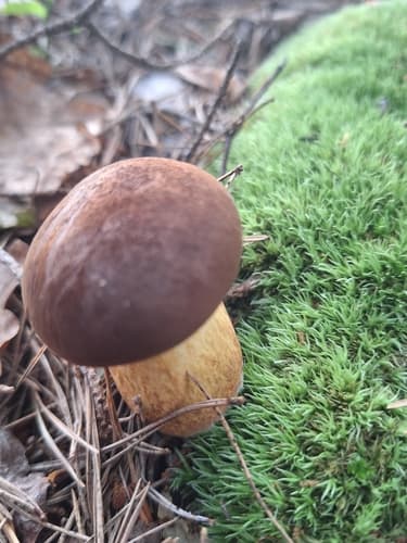 Podgrzybek brunatny