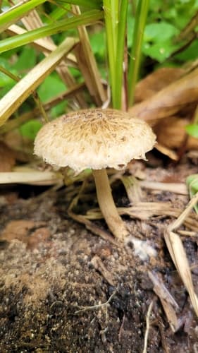 Inocybe sindonia
