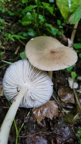 Pieniążnica szerokoblaszkowa