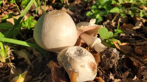 Pieczarka biaława