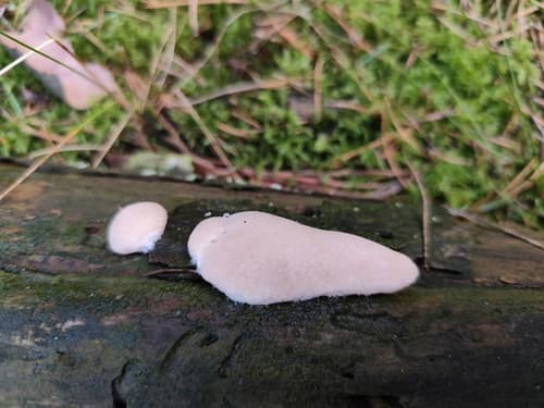 Diplomitoporus flavescens