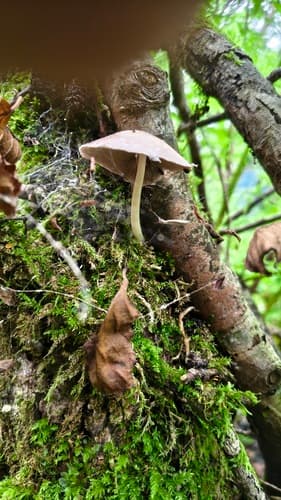 Kruchaweczka zaroślowa