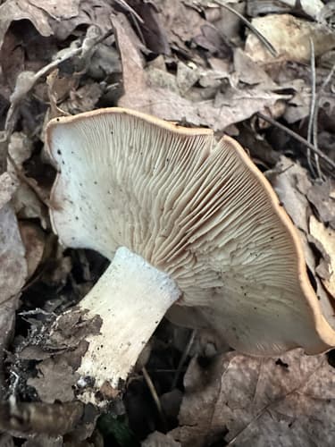 Rhodocybe gemina