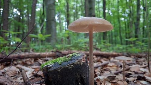 Oudemansiella furfuracea