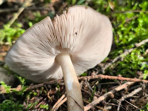 Drobnołuszczak jeleni