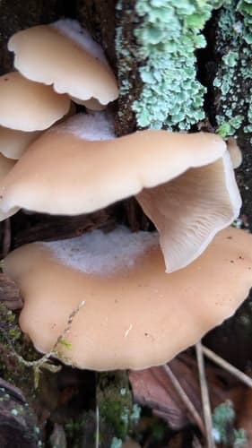 Crepidotus
