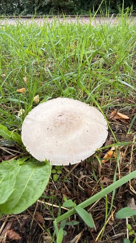 Pieczarka łąkowa