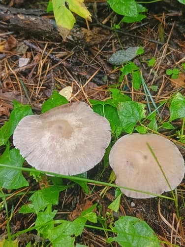 Kruchaweczka zaroślowa