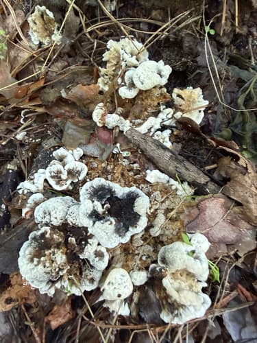 Thelephorales