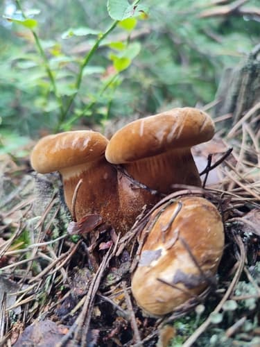 Ponurnik aksamitny