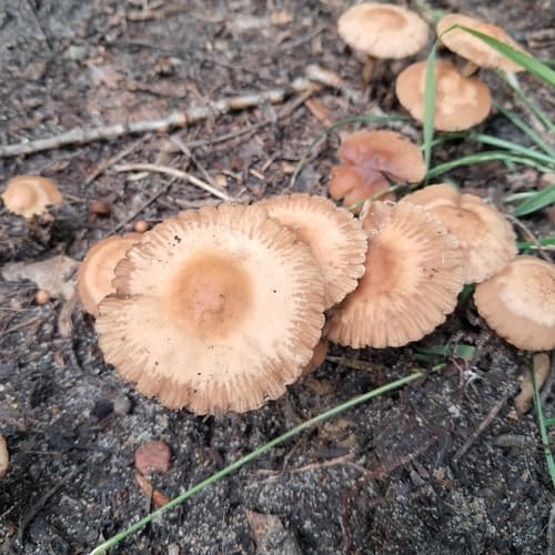 Marasmius