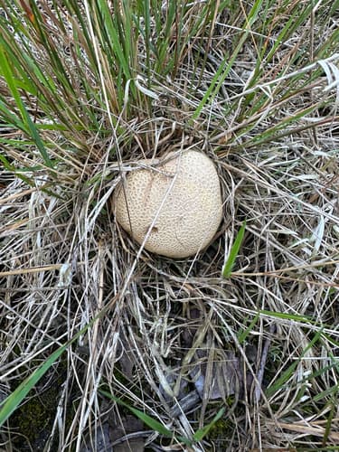 Tęgoskór cytrynowy