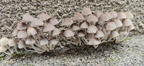 Coprinellus