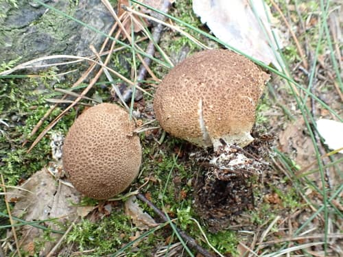 Tęgoskór