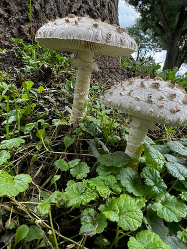 Saproamanita vittadinii