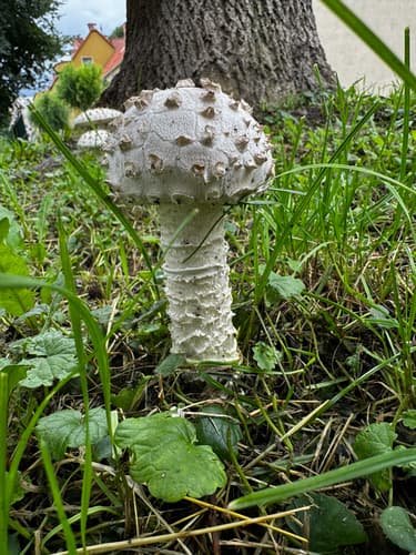 Saproamanita vittadinii