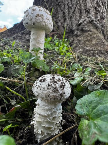 Saproamanita vittadinii