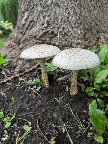 Saproamanita vittadinii