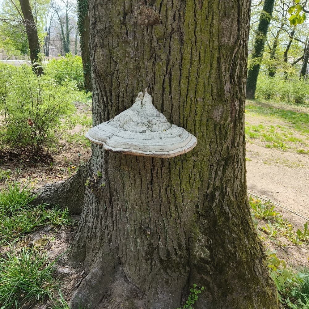 Fomes fomentarius