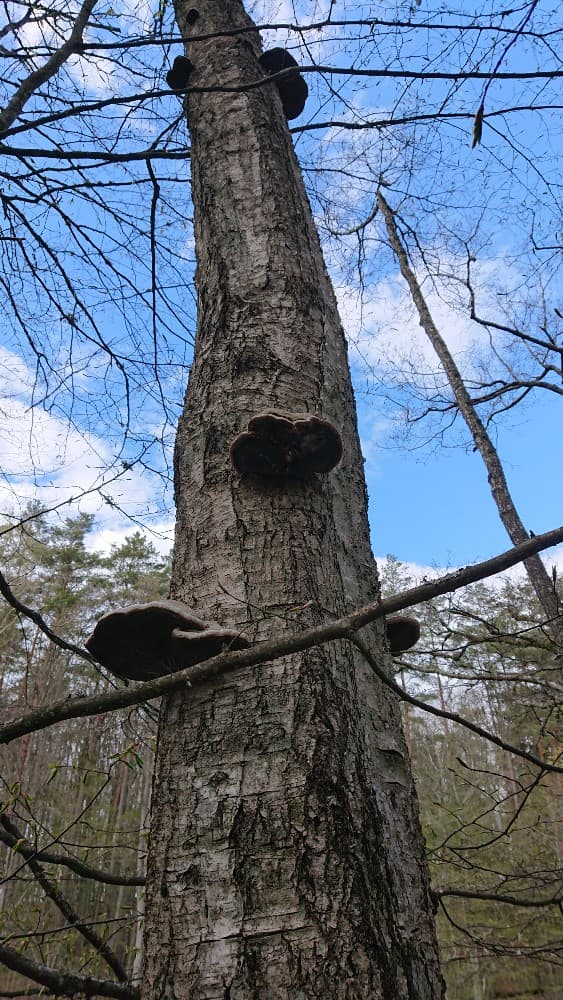 Fomes fomentarius