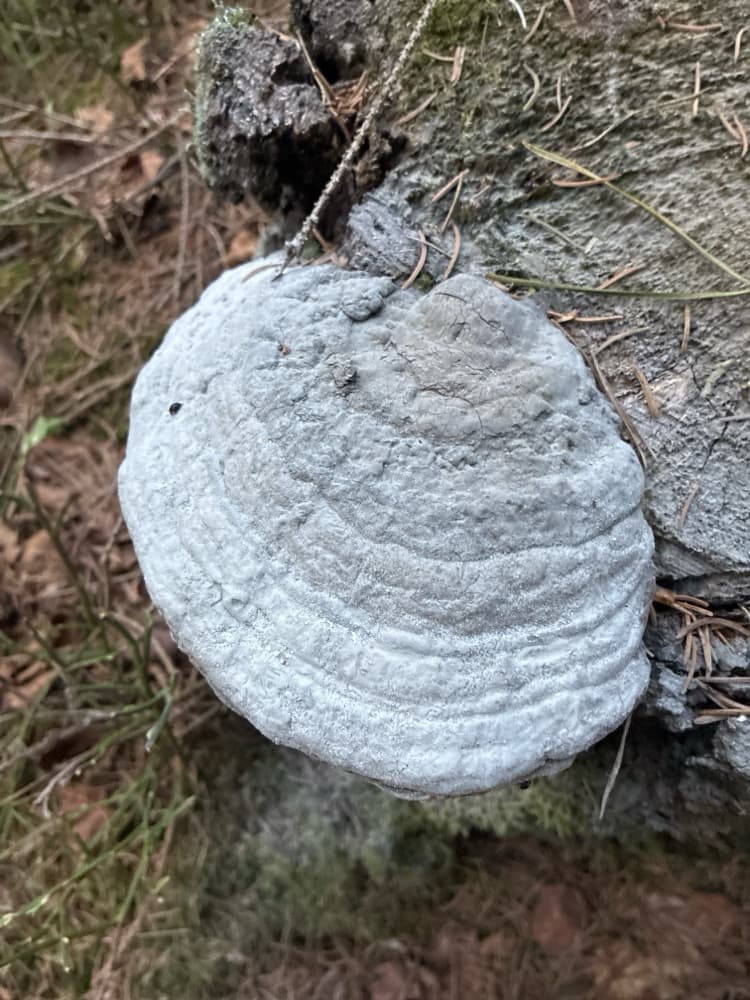 Fomes fomentarius