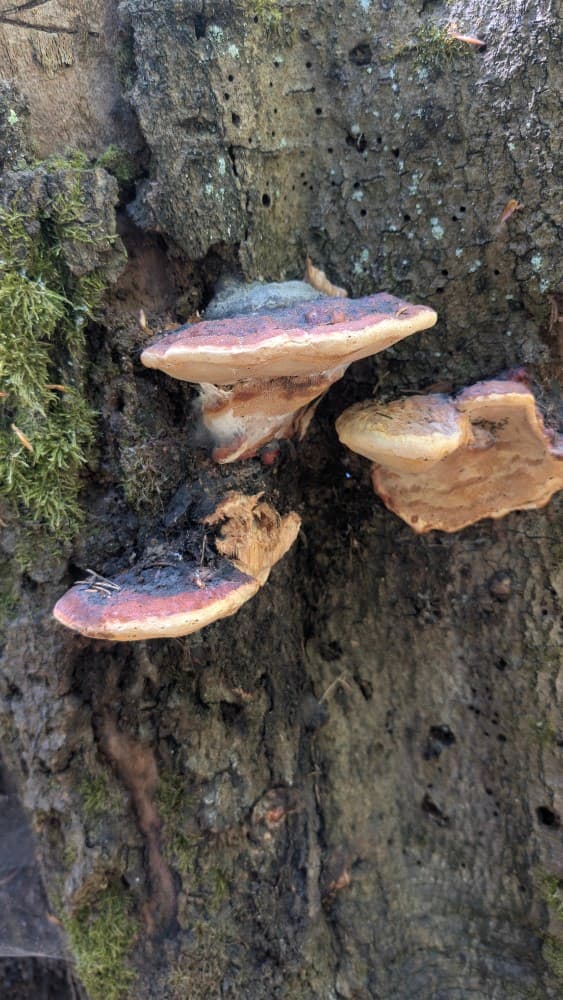 Fomitopsis pinicola