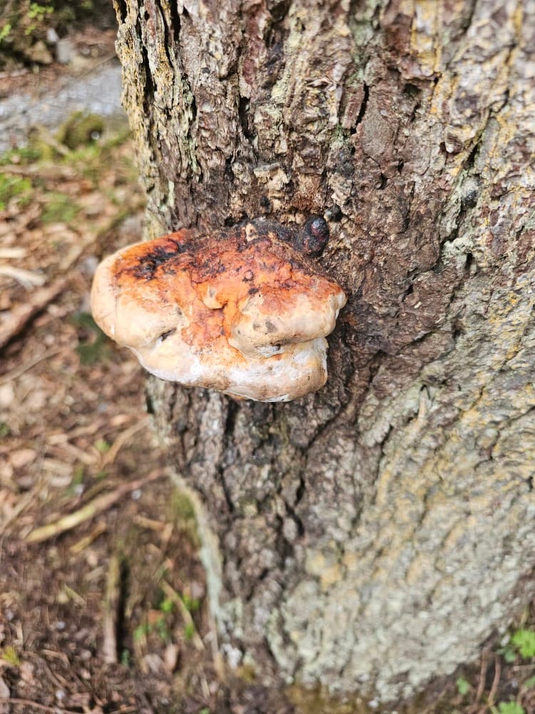Fomitopsis pinicola