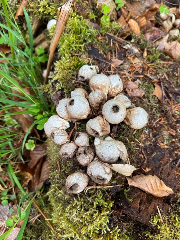 Apioperdon pyriforme