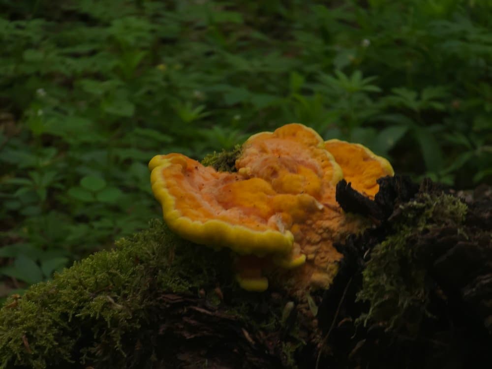 Laetiporus sulphureus