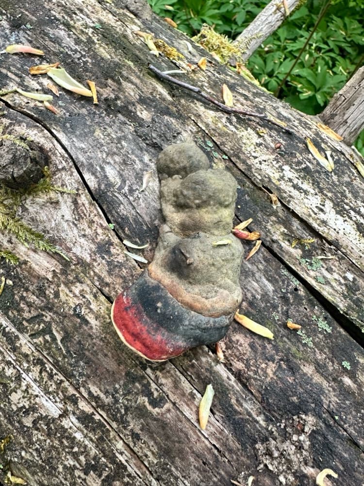 Fomitopsis pinicola