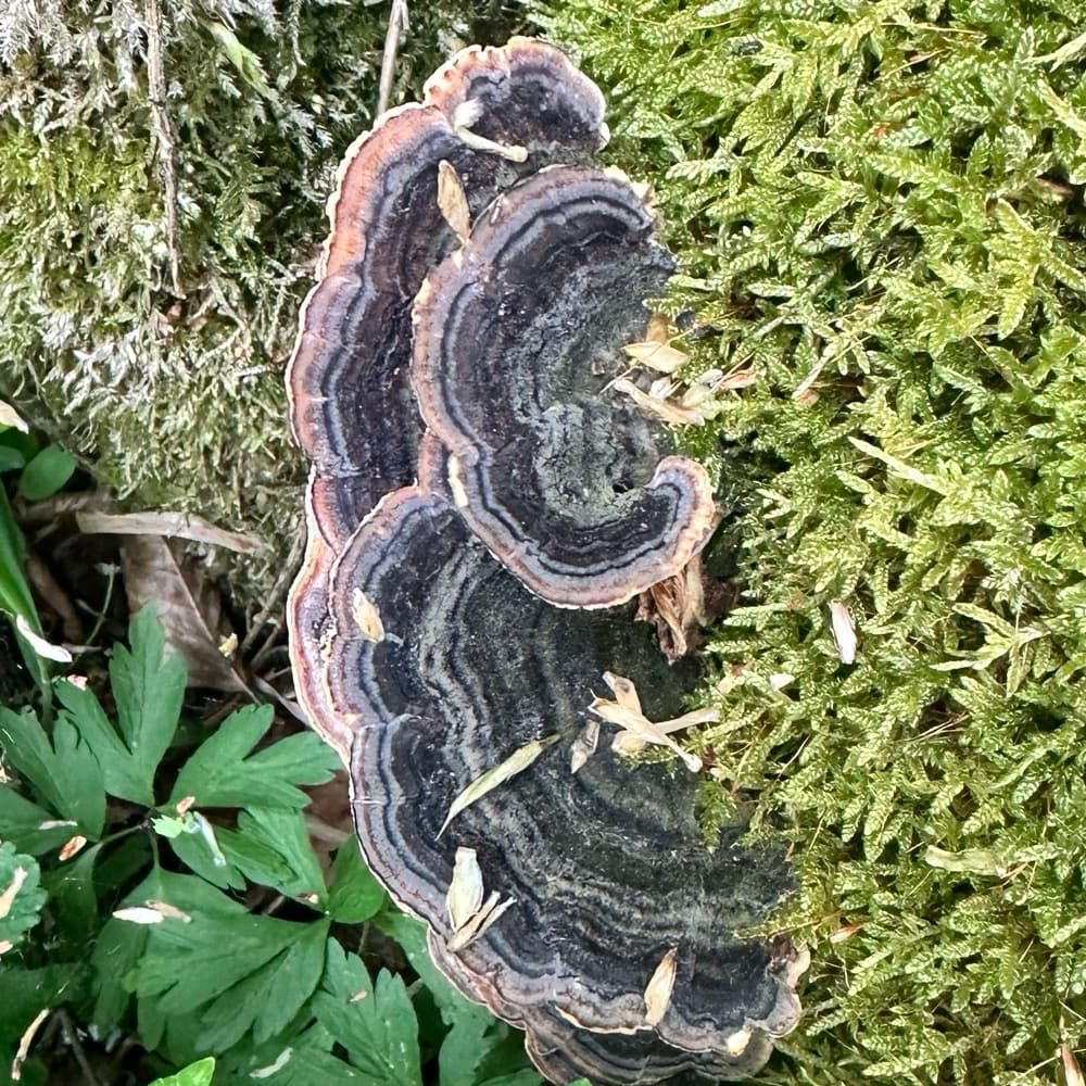 Trametes versicolor