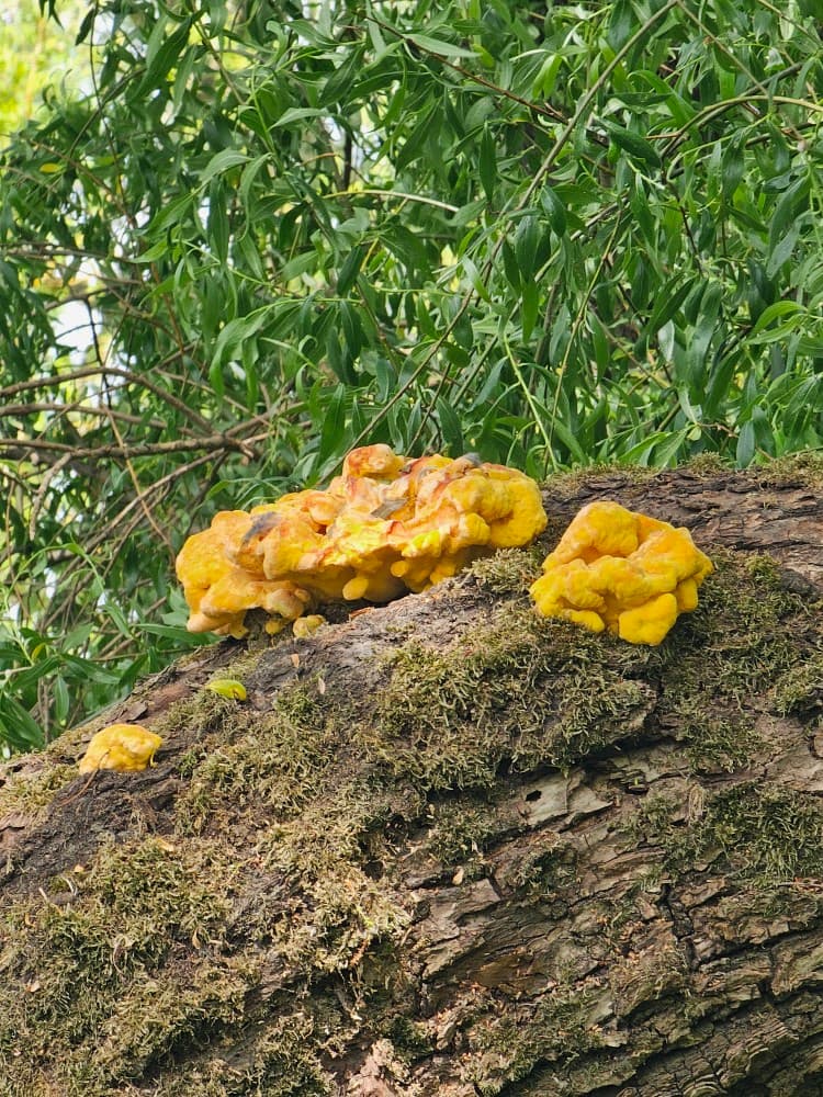 Laetiporus sulphureus