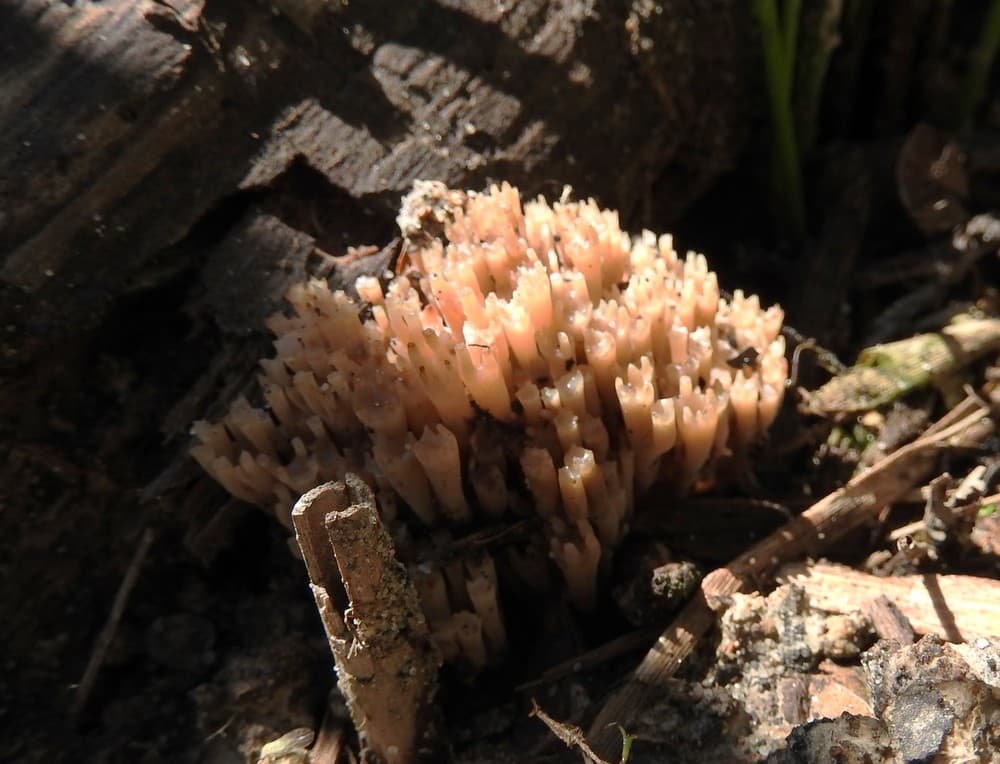 Artomyces pyxidatus