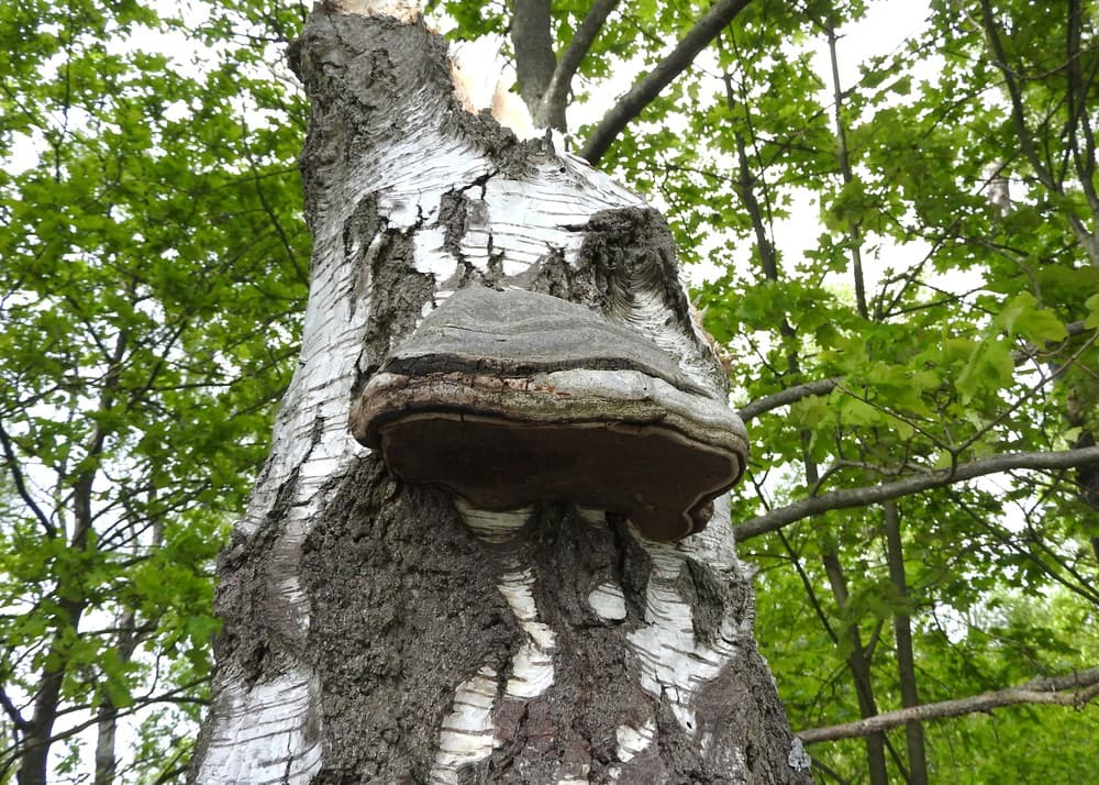 Fomes fomentarius