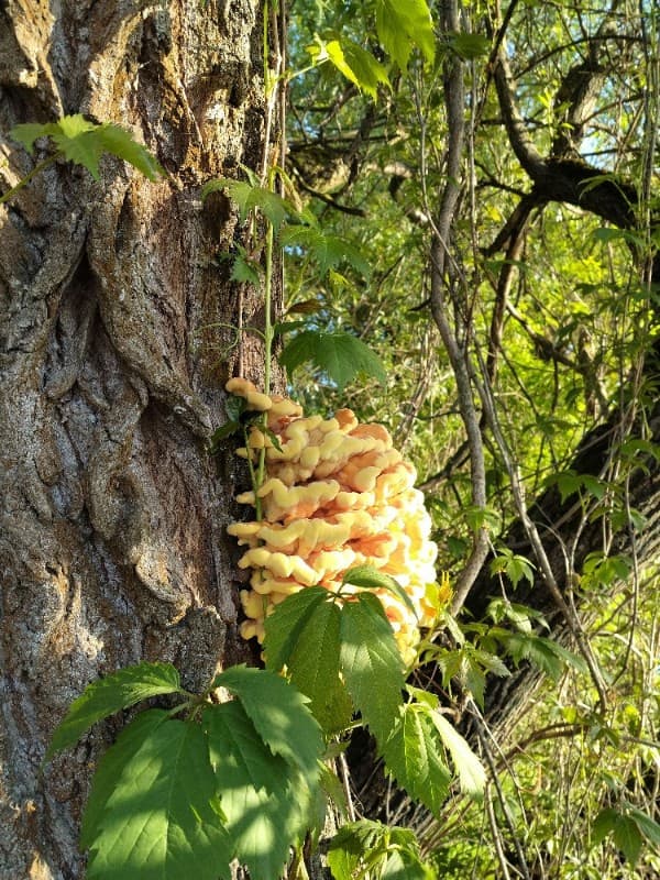 Laetiporus sulphureus