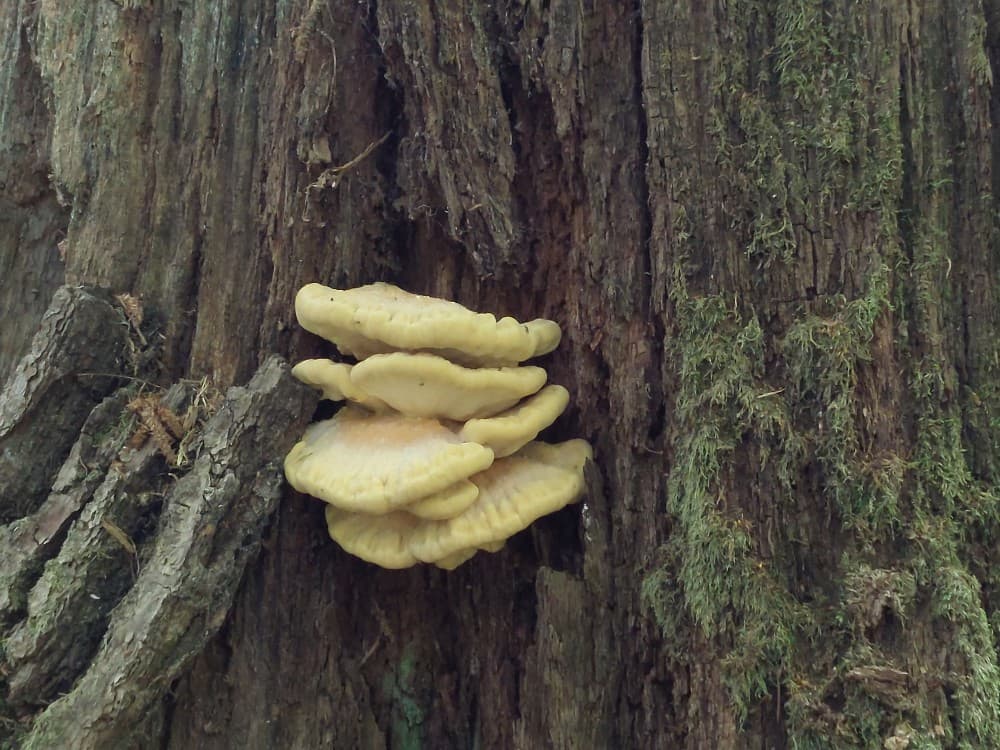 Laetiporus sulphureus