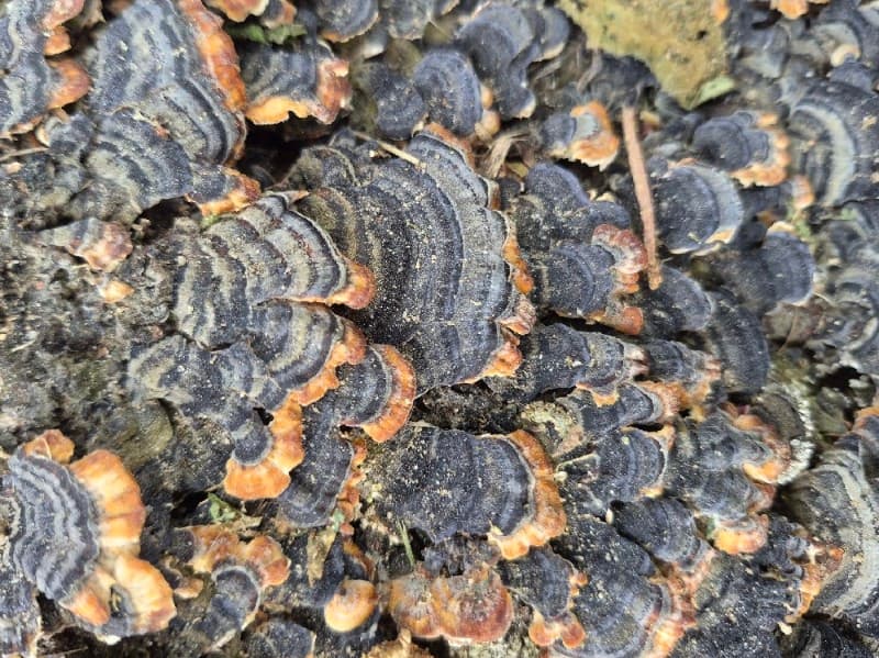 Trametes versicolor