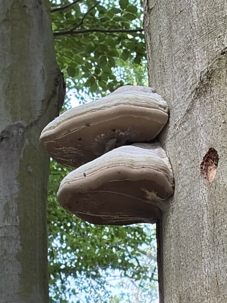 Fomes fomentarius